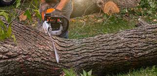Lawn Maintenance Plans in Maryville, TN