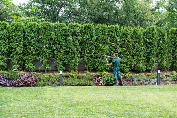 Best Artificial Turf Installation  in Maryville, TN