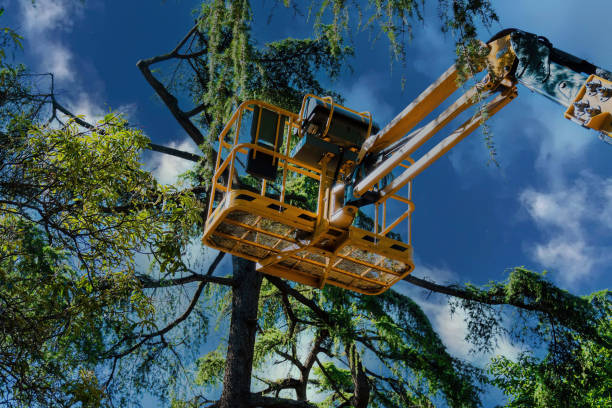 Best Tree Maintenance Programs  in Maryville, TN