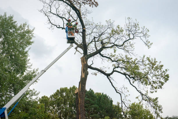 Best Hazardous Tree Removal  in Maryville, TN