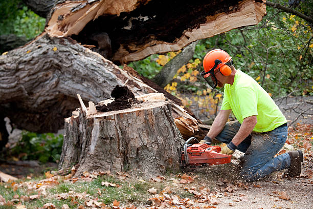 Best Storm Damage Tree Cleanup  in Maryville, TN