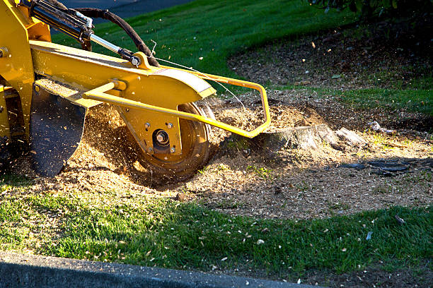 Best Lawn Pest Prevention  in Maryville, TN