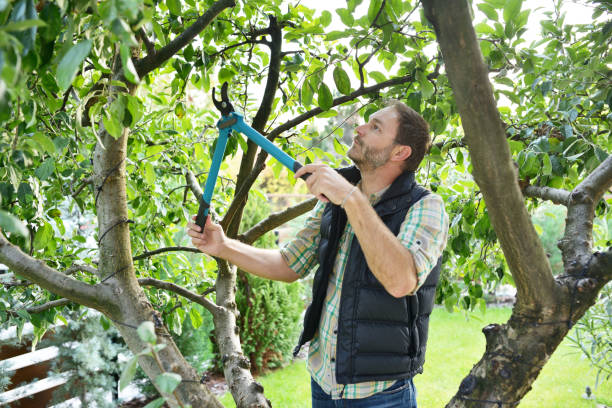 Best Tree Cabling and Bracing  in Maryville, TN